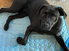 ChillPaw Cooling Mat