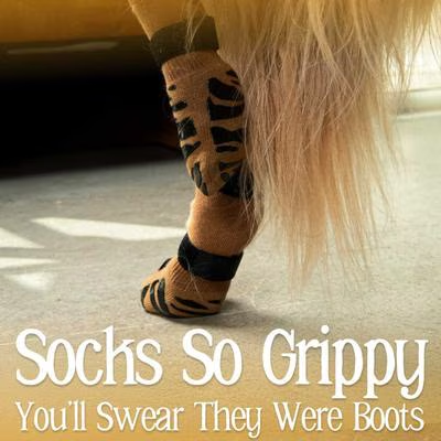 Senior dog wearing brown grip socks on a smooth indoor floor